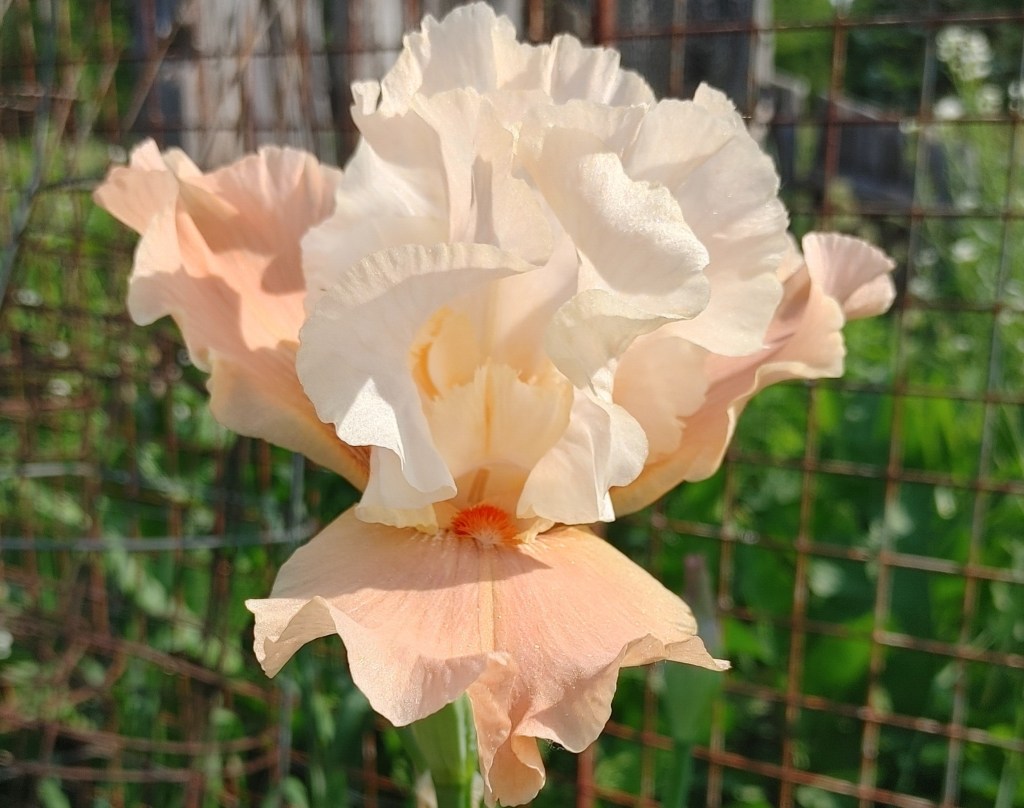 peach & cream iris